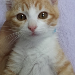 ❤️沖縄猫特集