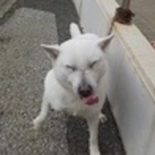 いつも笑顔の糀（こうじ）ちゃんです