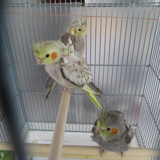 オカメインコ（生後2か月)3羽の里親募集