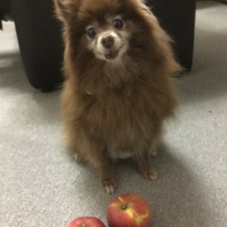 おっとり優しいポメラニアン  りんごちゃん