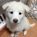 Ｉ♡６２  里親さん募集です^_^