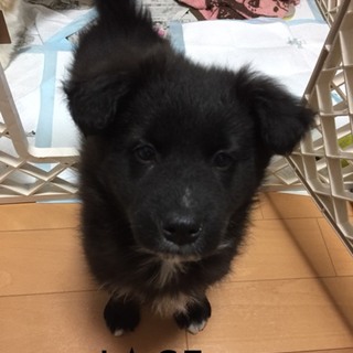 Ｉ☆６５  里親さん募集です^_^