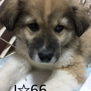 Ｉ☆６６  里親さん募集です^_^