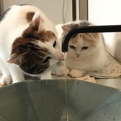 水道の水が好き