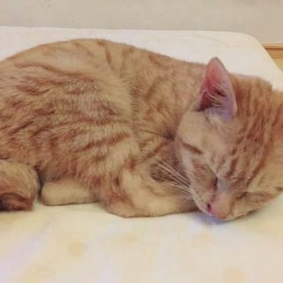 里親様が決まりました♡有難うございました！