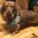 ミニチュアダックス 2歳