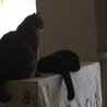 ビンダ