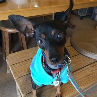 甘えん坊のミニピン「ローズ」ちゃん