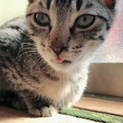 猫の里親さん募集中