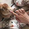 みやてんたま