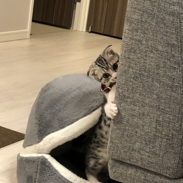 見たニャ！