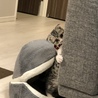 見たニャ！