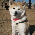 猫ちゃんとも仲良く過ごせる秋田犬の女の子