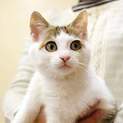 人懐こいにゃあちゃん