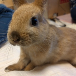 トートイズシェルのネザーの子ウサギの里親募集！