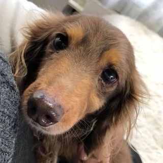 ミニチュアダックス8才の男の子