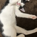 再募集！白黒ハチワレ猫ちゃん