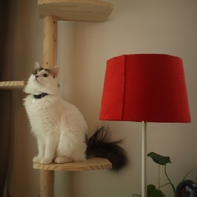 minminerekaのカバー写真