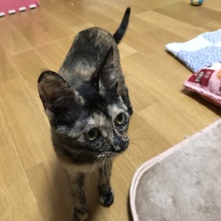 臍のを付きで姉妹で捨てられたあきちゃん。