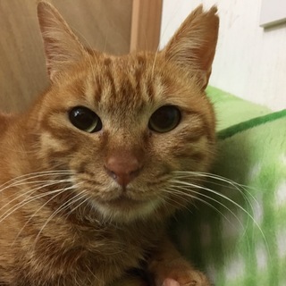 地域猫出身！超甘えん坊のがんもちゃん！