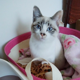 ブルーアイ美人