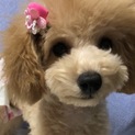 里親は決まっておりませんが、1度終了致します