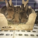 仔ウサギ 里親募集