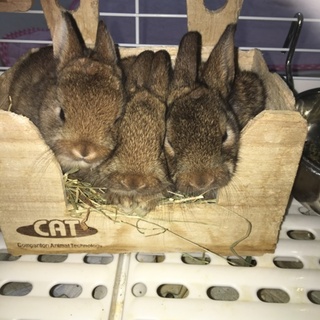仔ウサギ 里親募集