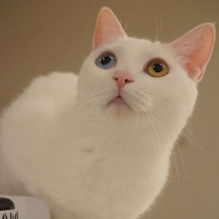 オッドアイが美しいるぅちゃんです☆