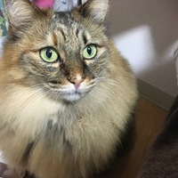 キキ