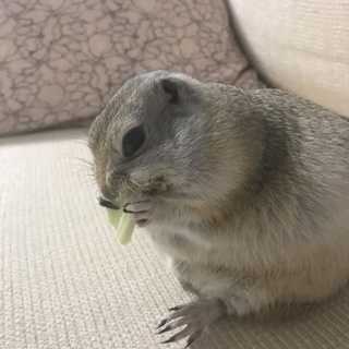 リチャードソンジリス ♂ 約2歳