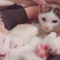 人懐っこく甘えん坊な子猫ちゃん 茶トラ 黒ぶち