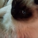 とても大人しくて人が大好きな子猫です
