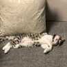 でろーん