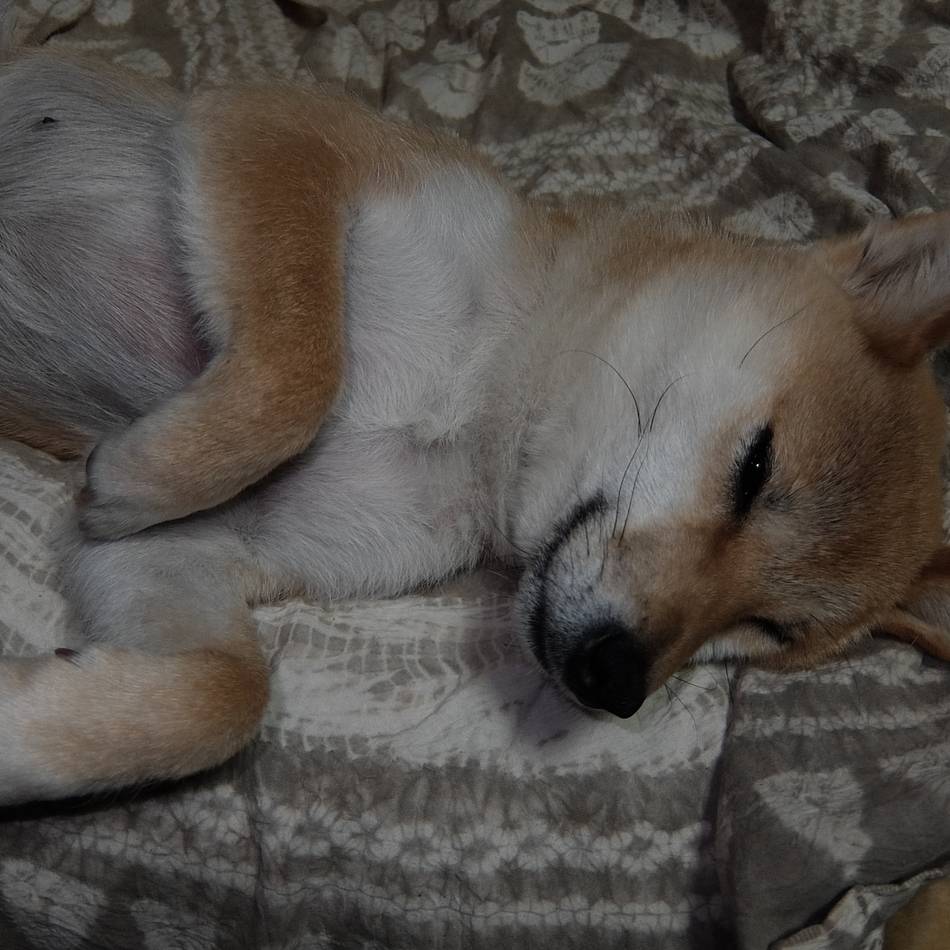 忍（シノ）ちゃんのカバー写真