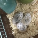 ハムスターの里親さん募集