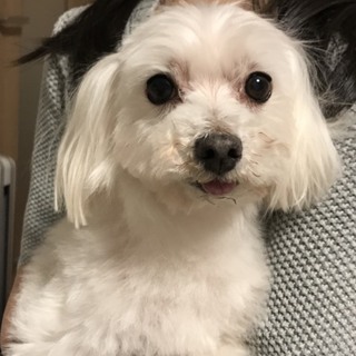 ♂５１０  里親さん募集です^_^