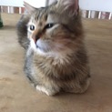 里親さん募集