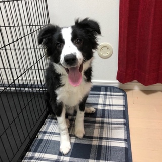 ボーダーコリー