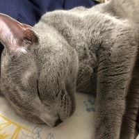 蘭丸