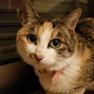 里親さん、決定しました。ありがとうございます！