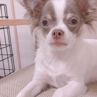 チップ