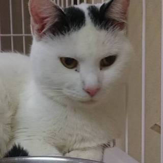 【感謝】繋がりました！グループ①飼主持込白黒♂