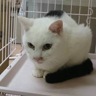 【感謝】繋がりました！グループ①白に尻尾が黒♂