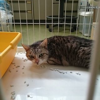 グループ②飼主持込グレーキジ君♂