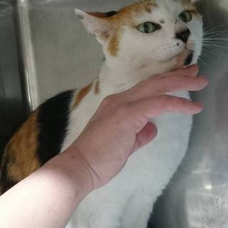 【感謝】繋がります！飼主持込おっとり三毛ちゃん♀