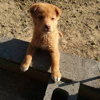 お願いします！