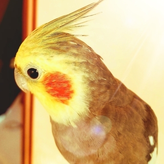 ノーマルオカメ