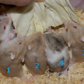 キャンベルハムスター仔ハム（イエロー）