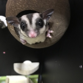 H29.3月産まれ フクロモモンガ オス